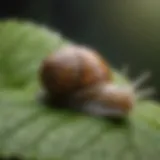 Close-up view of a snail on a leaf, showcasing its unique texture and coloration.