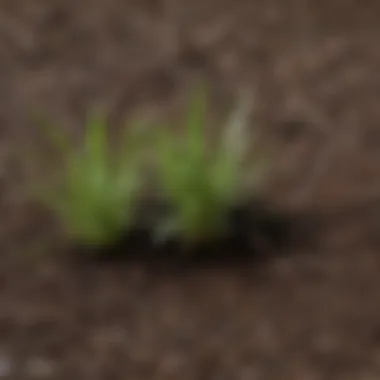 Close-up view of St. Augustine grass seed and soil