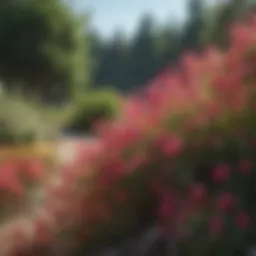 Vibrant summer-blooming flowering bush in full bloom showcasing colorful petals.