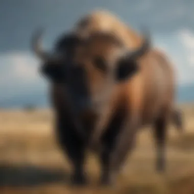 Majestic American Buffalo A majestic American buffalo roaming the plains under a clear sky