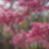 Close-up of American redbud flowers showcasing their vibrant pink hue