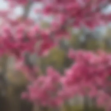 Close-up of American redbud flowers showcasing their vibrant pink hue