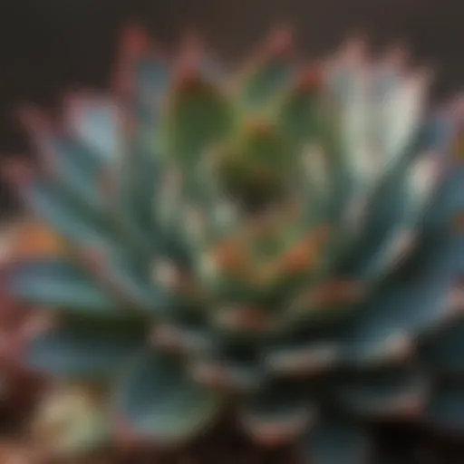 A close-up of a succulent plant showcasing its vibrant leaves and texture.