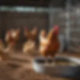 Automatic chicken waterer setup in a poultry pen