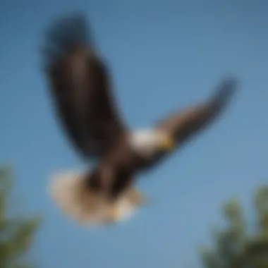 A majestic Bald Eagle soaring against a clear blue sky