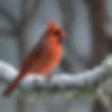 A vibrant Northern Cardinal perched on a snow-covered branch