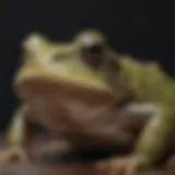 Close-up view of a Bufo frog showcasing its unique skin texture.