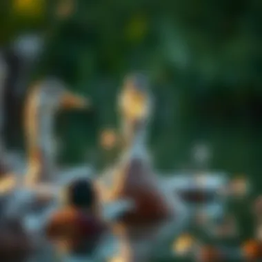 Notable The Captivating Presence of Ducks: A Visual and Informative Exploration