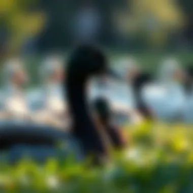 The Captivating Presence of Ducks: A Visual and Informative Exploration Summary The Captivating Presence of Ducks: A Visual and Informative Exploration Summary