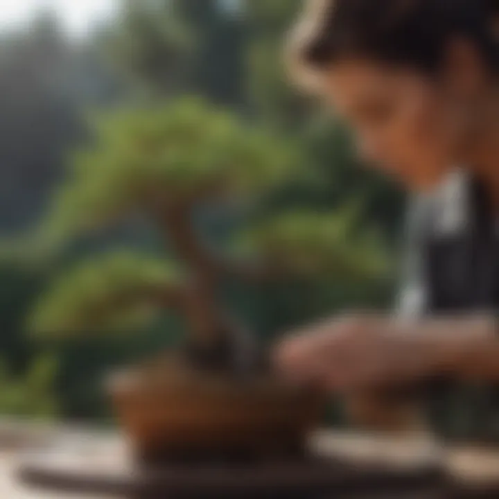 A gardener tending to a juniper bonsai tree, emphasizing care techniques.