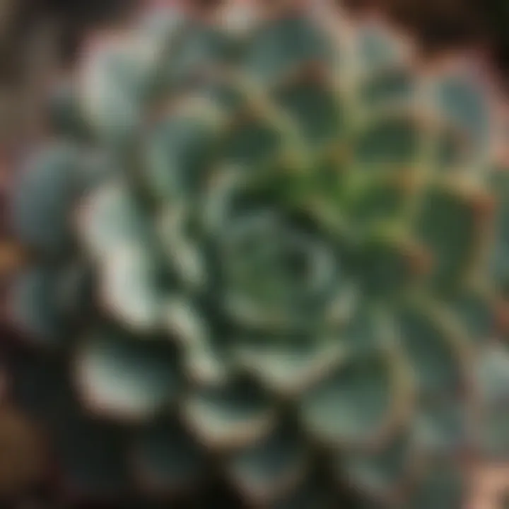 A close-up view of succulent leaves showcasing their unique textures and colors