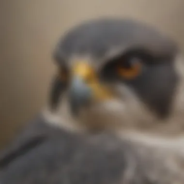 A close-up of a peregrine falcon perched, highlighting its keen eyesight.