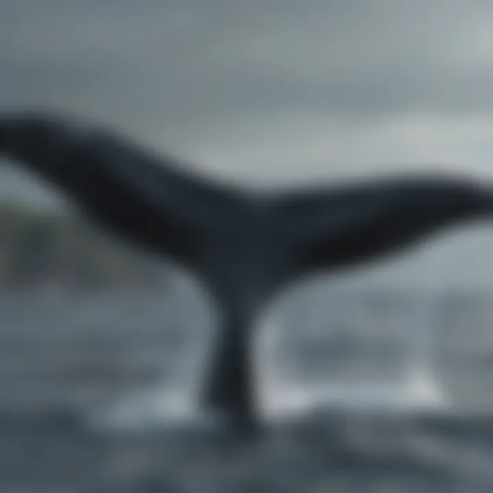 Close-up view of a whale's tail during a breach