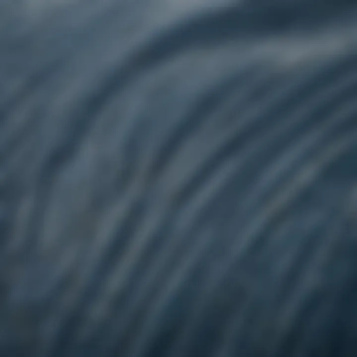 A close-up view of blue whale skin showcasing its unique texture and coloration.