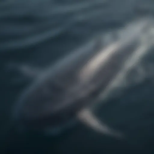 A majestic blue whale swimming gracefully in ocean waters.