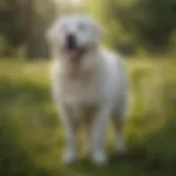 A majestic Great Pyrenees standing proudly in a lush green meadow