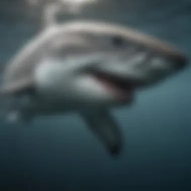 Great white shark demonstrating its adaptations in a marine environment