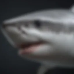 Close-up view of the great white shark's distinct coloration and texture
