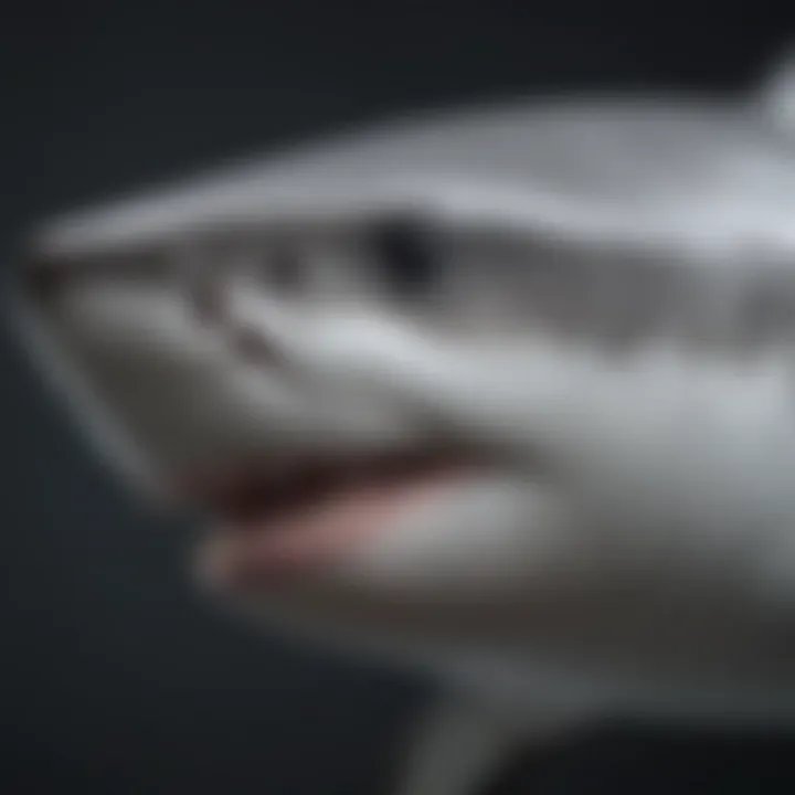 Close-up view of the great white shark's distinct coloration and texture