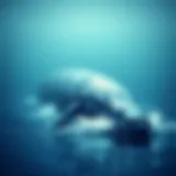The Habitats of the Blue Whale: Exploring Location and Distribution Introduction