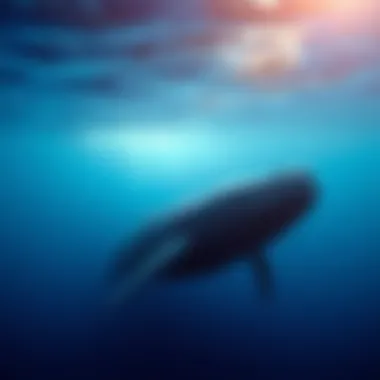 Notable The Habitats of the Blue Whale: Exploring Location and Distribution