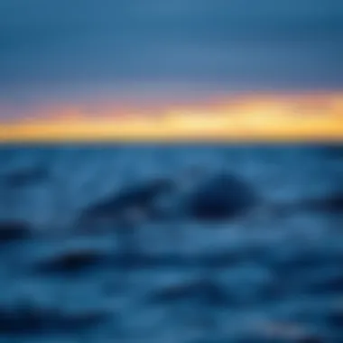 The Habitats of the Blue Whale: Exploring Location and Distribution Summary The Habitats of the Blue Whale: Exploring Location and Distribution Summary