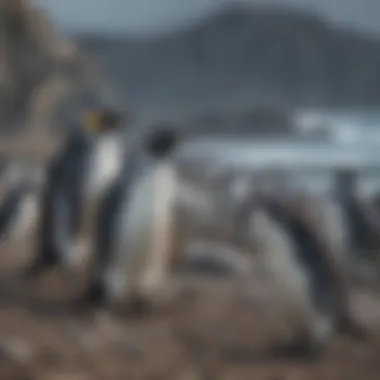 A colony of penguins in their natural habitat