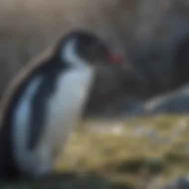 Conservation efforts for penguins in action