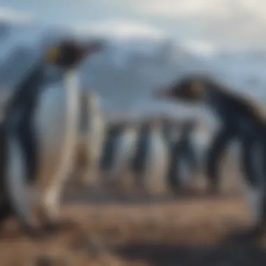 The Impending Threat of Penguin Extinction