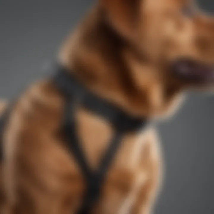 Close-up of a no-pull harness design for big dogs