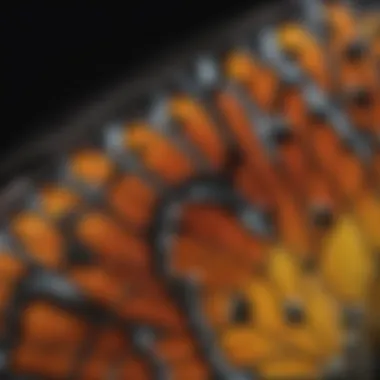 Close-up view of butterfly wings showing intricate scales and structural details