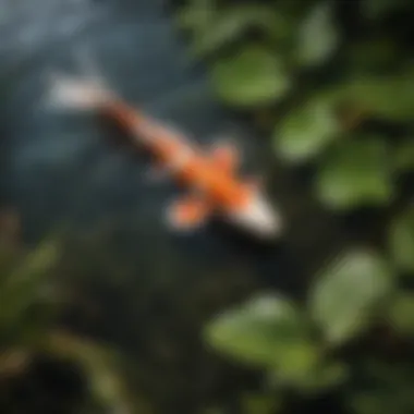 Close-up of a female koi exhibiting unique behavioral traits, surrounded by lush aquatic plants.