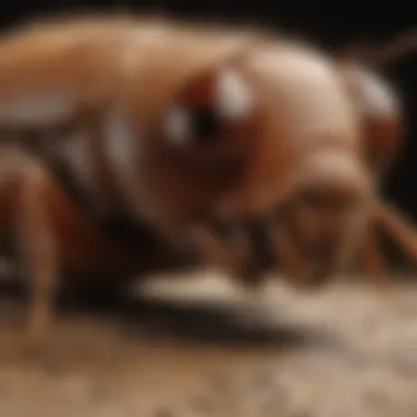 Termite Social Behaviors and Vision Infographic on termite social behaviors linked to vision