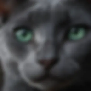 Close-up of Russian Blue cat's striking emerald eyes