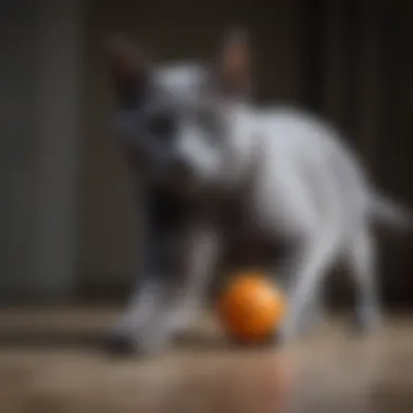 A Russian Blue cat playing with a toy