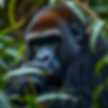 Notable The Largest Gorilla: A Comprehensive Exploration Notable The Largest Gorilla: A Comprehensive Exploration