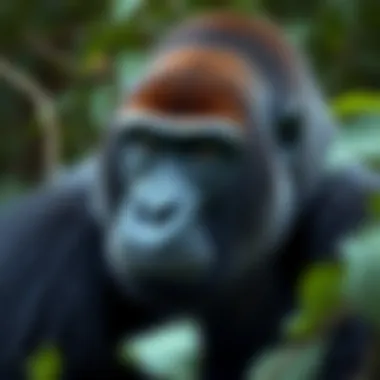 The Largest Gorilla: A Comprehensive Exploration Summary The Largest Gorilla: A Comprehensive Exploration Summary