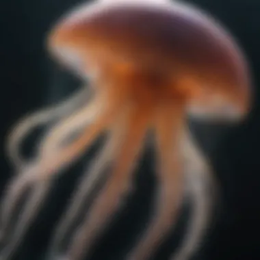 Close-up of an immortal jellyfish showcasing its unique regenerative features.