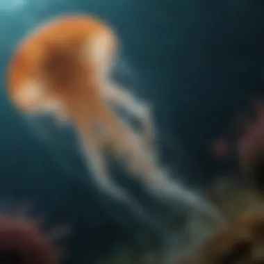 An underwater scene illustrating the habitat of the immortal jellyfish.