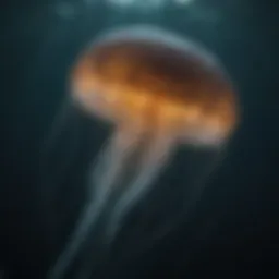 The box jellyfish, a lethal marine creature