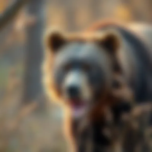The New Jersey Bear Hunt: A Comprehensive Examination Introduction