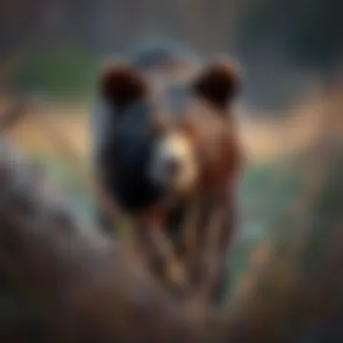 The New Jersey Bear Hunt: A Comprehensive Examination Summary