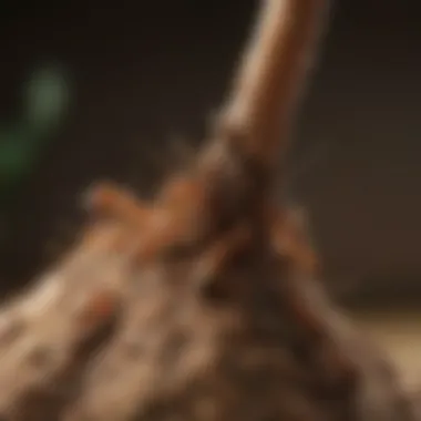 Close-up view of termite antennae detecting scents