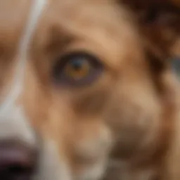 Close-up of a dog's face with noticeable tear stains
