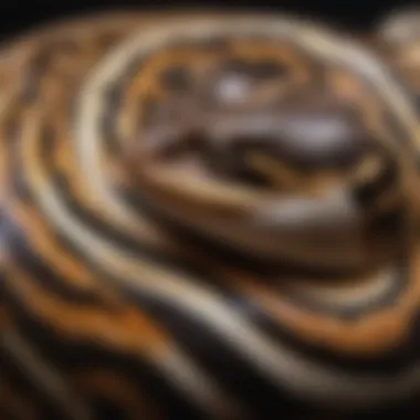 Close-up of pie bald ball python's distinctive markings