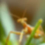 Close-Up of a Praying Mantis Close-up of a praying mantis in natural habitat