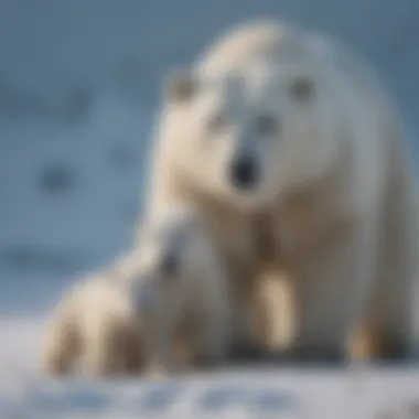 A polar bear mother with her cubs in the Arctic landscape