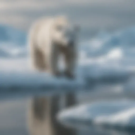 A polar bear navigating through sea ice