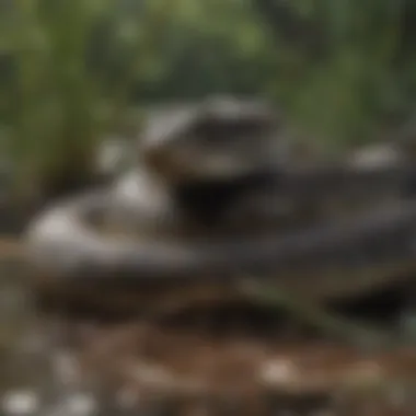 Conservationists working to manage the invasive python population.