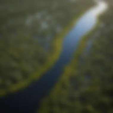 An aerial view showcasing the vastness of the Florida Everglades ecosystem.